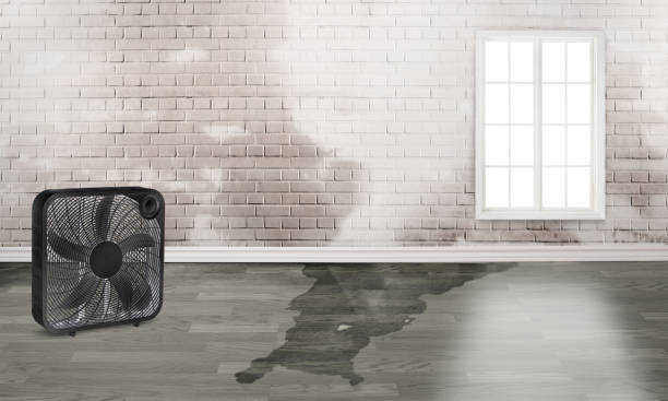 Best Water damage restoration specialists  in The Homesteads, TX